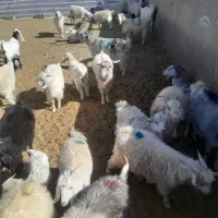 کهره بره بز گیسه چاق|حیوانات مزرعه|سیرجان, |دیوار