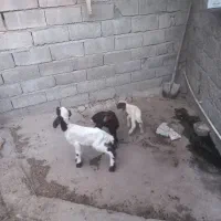 سه عدد بره شیری