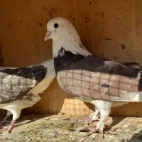 کفتر تهرانی پرشی