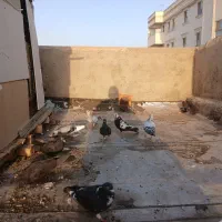 کفتر نقشی|پرنده|اصفهان, مهدی آباد|دیوار