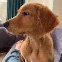 سگ نژاد گلدن ماده ۶ ماهه، فوق‌العاده آروم و مهربون|سگ|برخوار, |دیوار