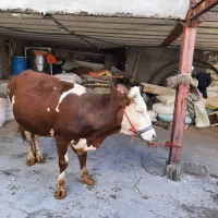 گاوجوان سیمنتال