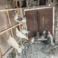 کفتر بمب