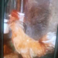 مرغ و خروس زینتی