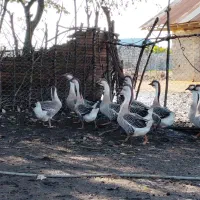 ۸ عدد قوغاز افریقایی اصیل