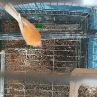 قناری سرخ نر|پرنده|مشهد, هدایت|دیوار