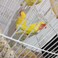 دو جفت برزیلی|پرنده|ارومیه, |دیوار