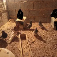 پلاکی و پرشی