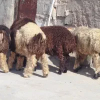 بره چاق چاق روغنی