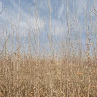 نهال چنار ۴ساله