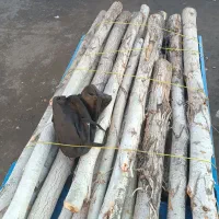 چوب سفیدال ابزاری