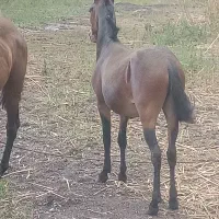 قاطر نر ۳سال خیلی آروم|حیوانات مزرعه|آمل, |دیوار