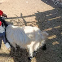 بز چاق برا کشت