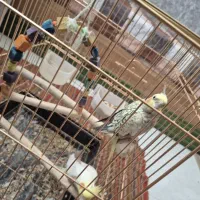 یک جفت عروس هلندی|پرنده|اسلام‌‌آباد غرب, |دیوار