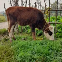 لیشه ماستی|حیوانات مزرعه|کوچصفهان, |دیوار