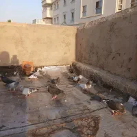 کفتر نقشی