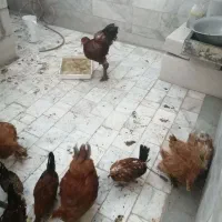 برهما بوف و پاتریچ|حیوانات مزرعه|بیرجند, |دیوار