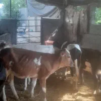 فروش فوری گوساله نر سمینتال محلی