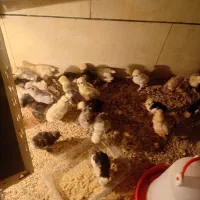 فروش جوجه لهستانی فول کیفیت عمده و خرده|حیوانات مزرعه|کرمان, |دیوار