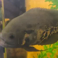 ماهی اسکار و کت خرگوشی گوشتخوار