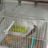 سیره قناری نر