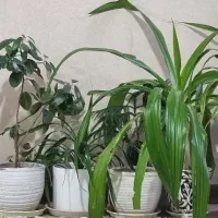 گل و گیاه