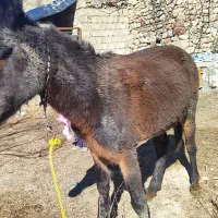 قاطرنر|حیوانات مزرعه|سیسخت, |دیوار