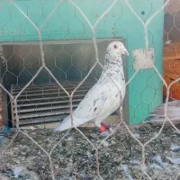 کبوتر نر سار کرمانی سار زرد