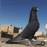 کبوتر  نر زاغ چشم پرشی