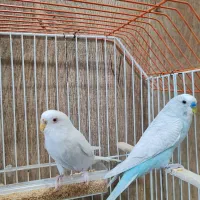 مرغ عشق