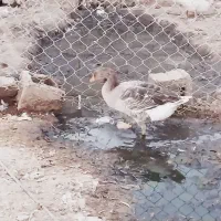 دوعدد بت نر و یک ماده|حیوانات مزرعه|تیمور آباد, |دیوار