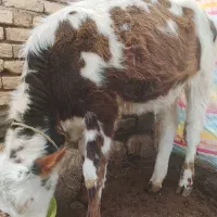 گوساله ماده