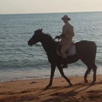 اجاره اسب برای عکاسی در ساحل و طبیعت|خدمات پذیرایی، مراسم|بوشهر, |دیوار