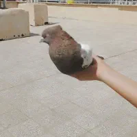 کبوتر سینه ای