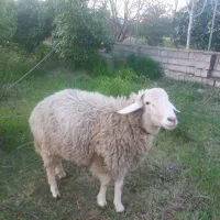 فروش گوسفند نر