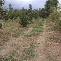 زمین،باغی سندششدانگ تک برگ،براتوبان اصلی