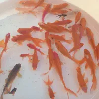 ماهی قرمز|ماهی|فردیس, شهرک ۱۱۰|دیوار