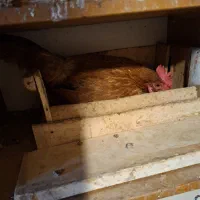 مرغ وخروس|حیوانات مزرعه|باغ بهادران, |دیوار