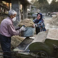 تخم جوب هاشمی