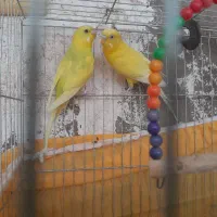 یک جفت مرغ عشق زیبا و بالغ.