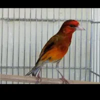 معاوضه با پرنده