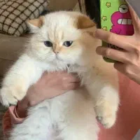 شیرین ترین گربه ی دنیا