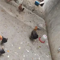 مرغ محلی اصل