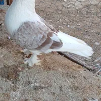 پشت سرخ خطی