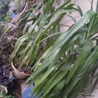 تعداد زیادی گل طبیعی حراج شد با تخفیف