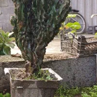 گل صخره ای آستانه اشرفیه|گل و گیاه طبیعی|آستانه اشرفیه, |دیوار