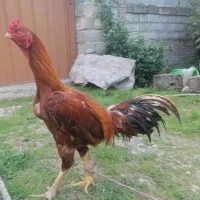 پرنده  خروس لاری|حیوانات مزرعه|سورک, |دیوار