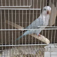 راهب آبی بلو اسکای رام و دستی