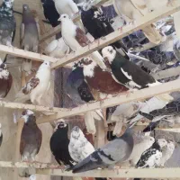 بار جدید کبوتر .کفتر تک و تعداد کفتره صاف