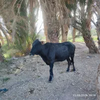 گاو و گوساله
